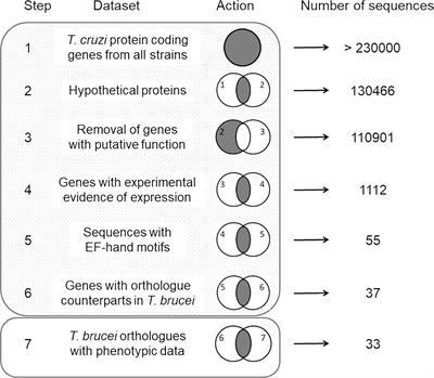 The Kinetoplastid-Specific Protein TcCAL1 Plays Different Roles During In Vitro Differentiation and Host-Cell Invasion in Trypanosoma cruzi